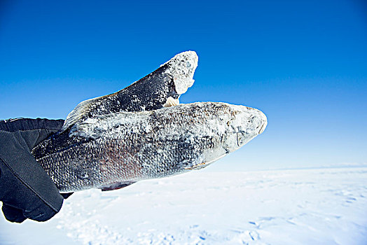 贝加尔湖冻鱼