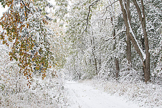 早,初冬,小路,落叶树,雪,黑森州,德国,欧洲