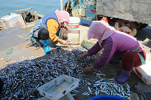 山东省日照市,渔港迎来休渔季,渔民收拾渔具上岸