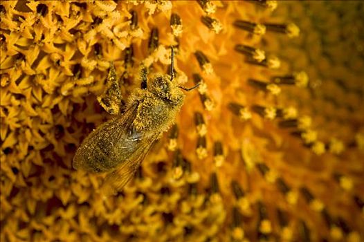 蜜蜂,意大利蜂,遮盖,花粉,普通,向日葵,特写,勃艮第大区,法国