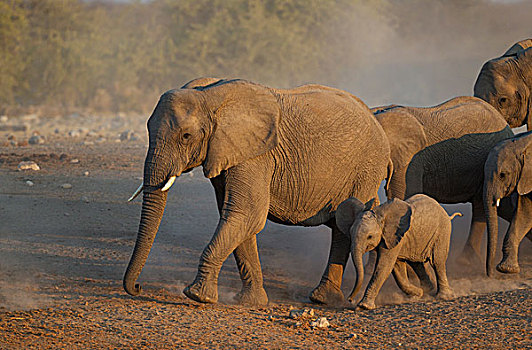 非洲象,饲养,牧群,急促,水坑,夜光,埃托沙国家公园,纳米比亚,非洲