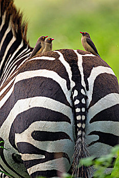 牛椋鸟,红嘴牛椋鸟,斑马,背影,纳库鲁湖国家公园,肯尼亚,非洲