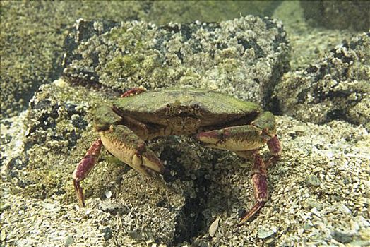 螃蟹,格里夸湾,温哥华岛,不列颠哥伦比亚省,加拿大