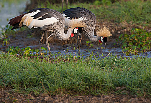 冠鹤,恩戈罗恩戈罗,保护区,坦桑尼亚