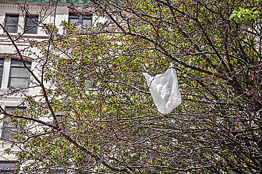 塑料袋,悬挂,树
