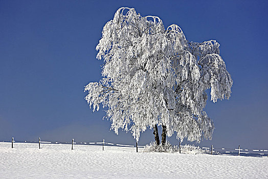德国,巴伐利亚,上巴伐利亚,区域,冬季风景,树
