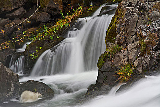 秋天,最后期限,瀑布,北方,河,尤姆瓦国家森林公园,俄勒冈,美国
