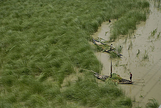 农民,收集,草,堤岸,河,孟加拉,八月,2008年