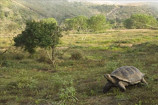 阿尔斯多火山海岛陆龟,加拉巴哥象龟,阿尔斯多火山,地面,伊莎贝拉岛,加拉帕戈斯群岛,厄瓜多尔