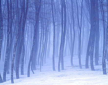 雾状,山毛榉,树林
