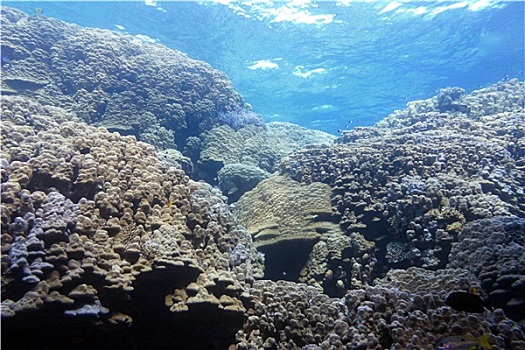 珊瑚礁,硬珊瑚,水下,表面,热带,海洋