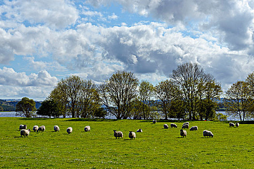 绵羊,牧群,放牧,草地,旁侧,奥尔湖,苏格兰