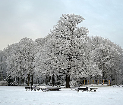 冬天,公园,德累斯顿,萨克森,德国,欧洲