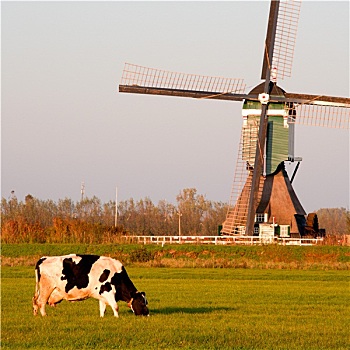 传统,荷兰,风车