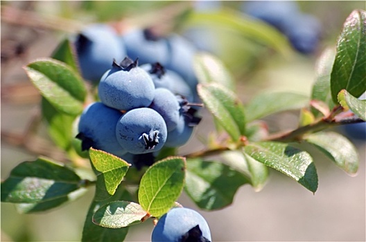 蓝莓,越桔属