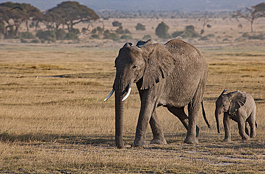 非洲大象128