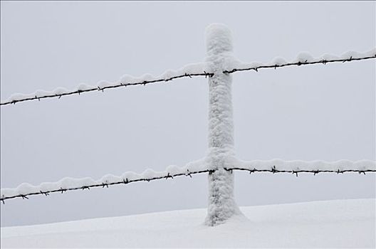 刺铁丝网,冬天