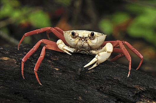 螃蟹,北方,马达加斯加