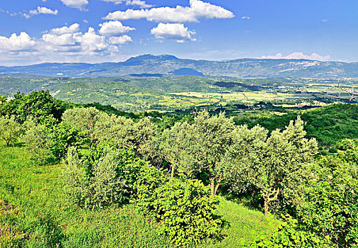 文化,风景,橄榄树,山丘,后面,靠近,中心,伊斯特利亚,克罗地亚,欧洲