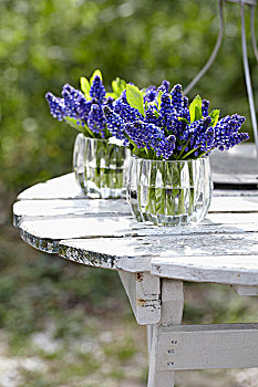 蓝色,麝香兰,玻璃花瓶,桌子,花园