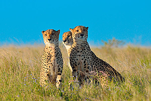 印度豹,猎豹,警惕,黄昏,阿多大象国家公园,东开普省,南非,非洲