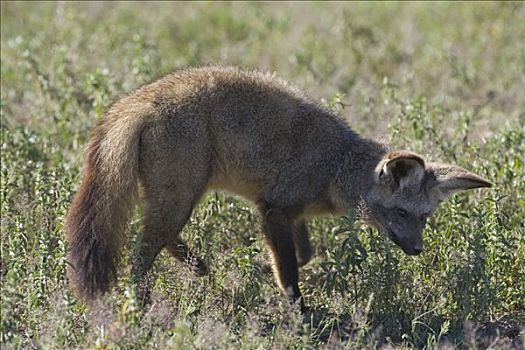 大耳狐,觅食,昆虫,恩格罗恩格罗,保护区,坦桑尼亚