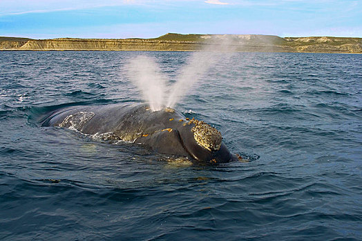 南露脊鲸,吹,呼吸,洞,瓦尔德斯半岛,巴塔哥尼亚,阿根廷,南美