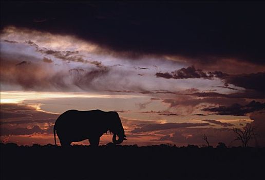 非洲象,剪影,日落,奥卡万戈三角洲,博茨瓦纳