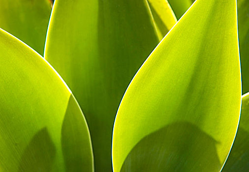 龙舌兰属植物,自然,阳光
