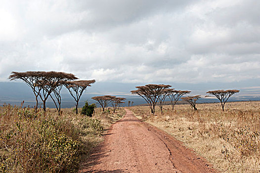 火山口,干燥,草地,伞,刺,刺槐,大草原,恩格罗恩格罗,保护区,塞伦盖蒂国家公园,坦桑尼亚,东非,非洲