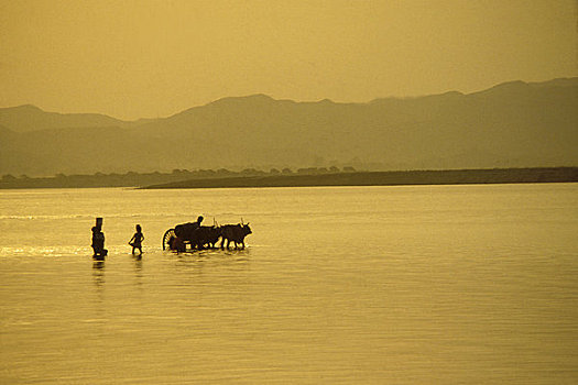缅甸,异教,牛,手推车,伊洛瓦底江,日落