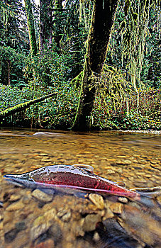 红大马哈鱼,河,小湾,大熊雨林,不列颠哥伦比亚省,加拿大