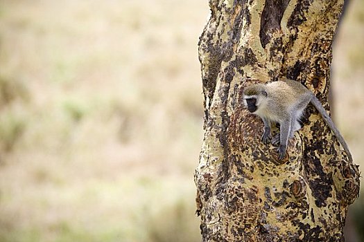 长尾黑颚猴,萨布鲁国家公园,肯尼亚