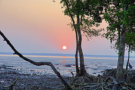 日落,红树林,树林,世界,库尔纳市,孟加拉,十一月,2005年