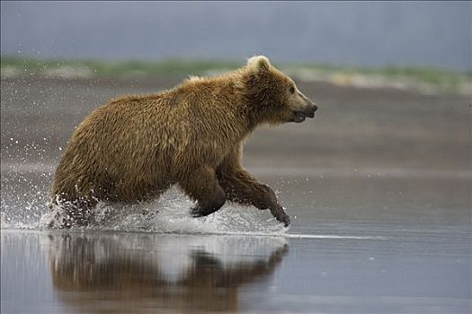 大灰熊,棕熊,成年,女性,追逐,三文鱼,卡特麦国家公园,阿拉斯加