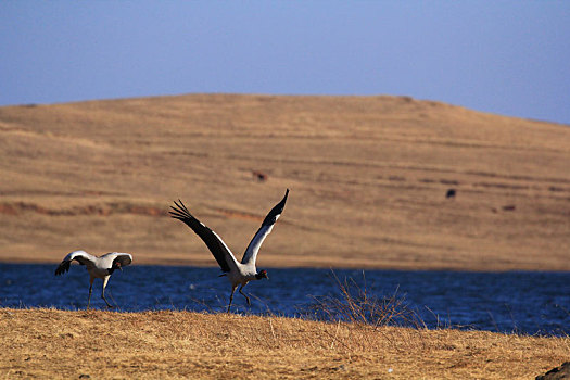 蓝天下准备起飞的两只黑颈鹤