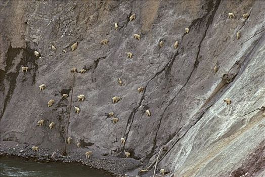 石山羊,雪羊,牧群,舔,盐,矿物质,陡峭,岩石,斜坡,山羊,冰川国家公园,蒙大拿