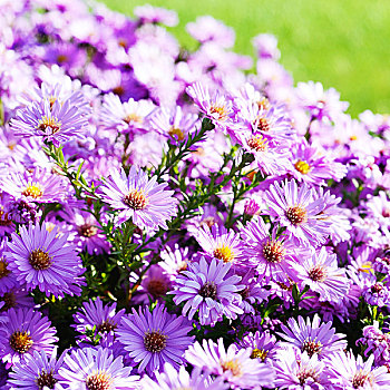 绛红,紫苑属,花坛,阳光