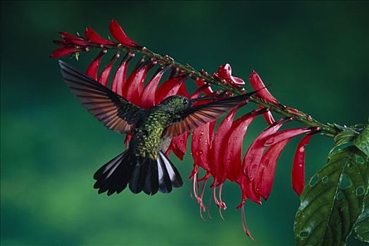 蜂鸟,盗窃,花蜜,花,蒙特维多云雾森林自然保护区,哥斯达黎加