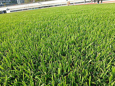 足球场草坪设施