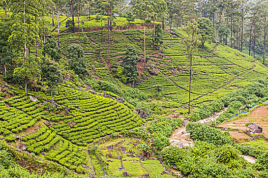 美景,茶,种植园,斯里兰卡