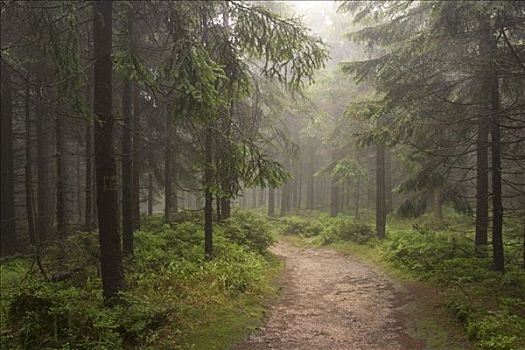 林中小径,斐克特高原,弗兰克尼亚,德国