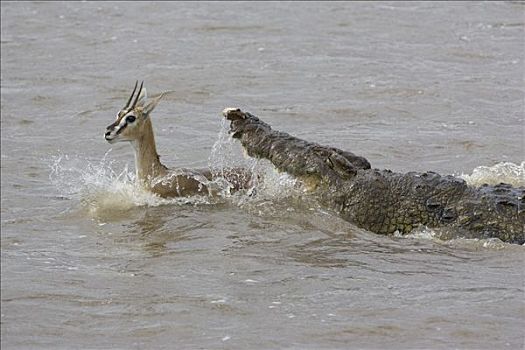 尼罗鳄,攻击,汤氏瞪羚,马赛马拉国家保护区,肯尼亚