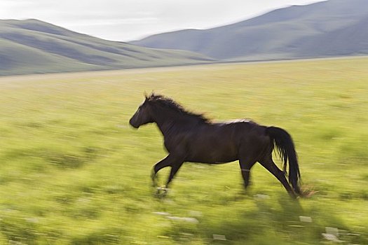 马,跑,地点,内蒙古,中国