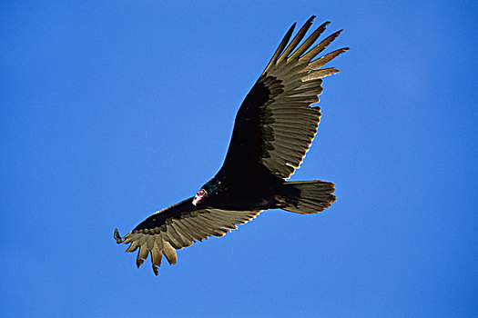 美洲鹫,红头美洲鹫,北下加利福尼亚州,墨西哥,北美