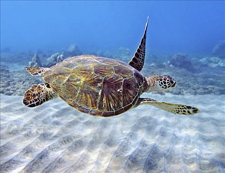 夏威夷,绿海龟,龟类,濒危物种