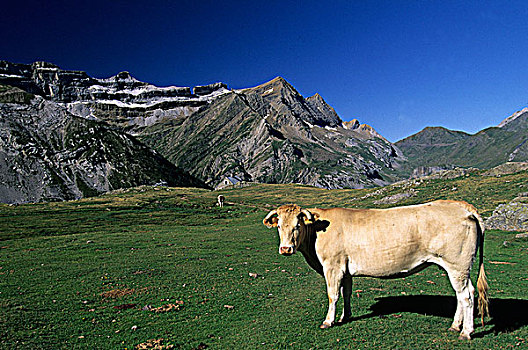 法国,母牛