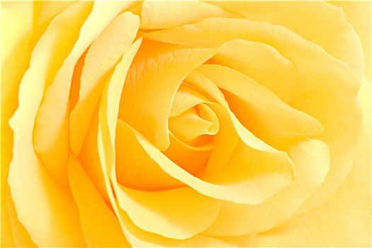 软,黄玫瑰,近景
