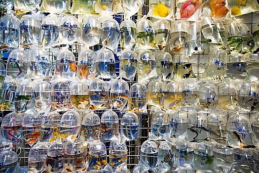 鱼,悬挂,塑料袋,市场,香港,中国