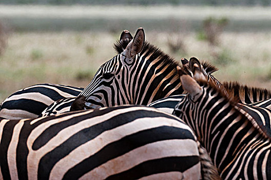 格兰特氏斑马,马,斑马,东察沃国家公园,肯尼亚